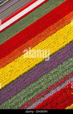 Pays-bas, lisse, champs de tulipes. Portrait de jardins de Keukenhof Banque D'Images