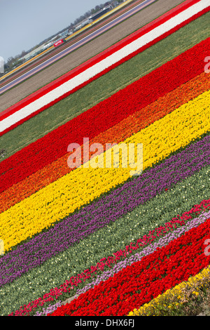 Pays-bas, lisse, champs de tulipes. Portrait de jardins de Keukenhof Banque D'Images