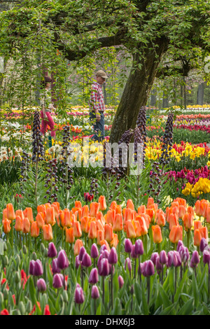 Pays-bas, lisse, jardins de Keukenhof. Couple fleurs Banque D'Images