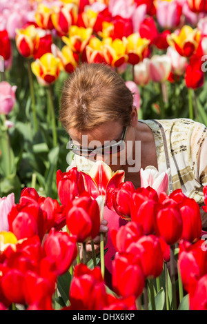 Pays-bas, lisse, jardins de Keukenhof. Woman smelling tulips Banque D'Images