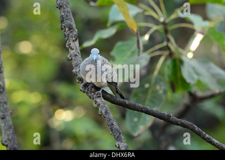 Belle Zebra Dove (Geopelia striata) sur l'arbre Banque D'Images