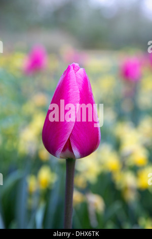 Pays-bas, lisse, jardins de Keukenhof. Tulipes Banque D'Images