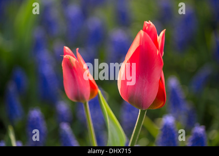 Pays-bas, lisse, jardins de Keukenhof. Tulipes et muscaris Banque D'Images