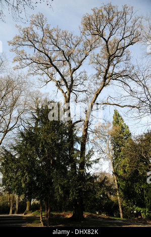 Durian orme Banque D'Images