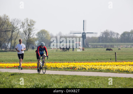 Noordwijk, Pays-Bas, champs de tulipes en face de chevaux et moulin à vent. L'homme à vélo. Man jogging Banque D'Images
