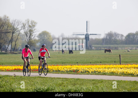 Noordwijk, Pays-Bas, champs de tulipes en face de chevaux et moulin à vent. Couple à vélo Banque D'Images