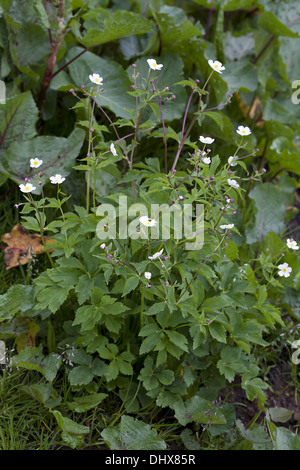 L'eau de bassin Crowfoot, Ranunculus platanifolius Banque D'Images