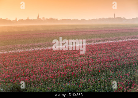 Pays-bas, Hillegom, champ de tulipes dans la brume du matin Banque D'Images