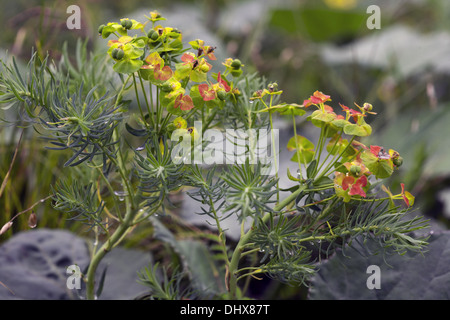 L'euphorbe cyprès, Euphorbia cyparissias Banque D'Images