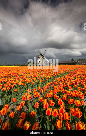 Pays-bas, Noordwijkerhout, champ de tulipes, les moulins à vent et des nuages sombres Banque D'Images