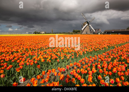 Pays-bas, Noordwijkerhout, champ de tulipes, les moulins à vent et des nuages sombres Banque D'Images