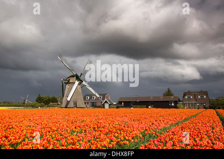 Pays-bas, Noordwijkerhout, champ de tulipes, les moulins à vent et des nuages sombres Banque D'Images