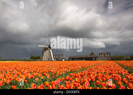 Pays-bas, Noordwijkerhout, champ de tulipes, les moulins à vent et des nuages sombres Banque D'Images