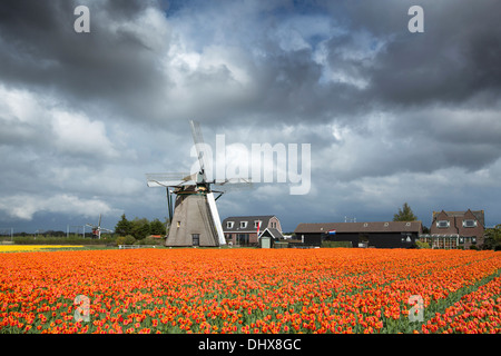 Pays-bas, Noordwijkerhout, champ de tulipes, les moulins à vent Banque D'Images