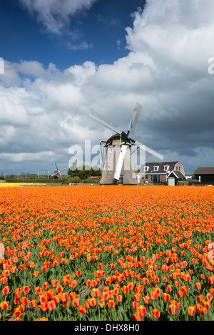 Pays-bas, Noordwijkerhout, champ de tulipes, les moulins à vent Banque D'Images