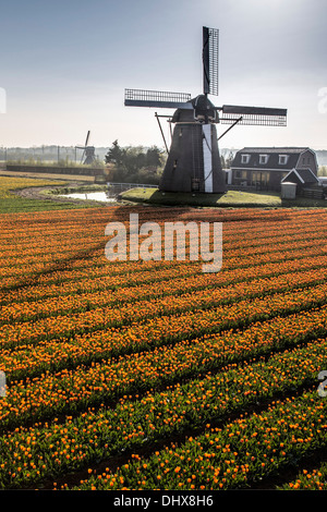 Pays-bas, Noordwijkerhout, champ de tulipes, les moulins à vent Banque D'Images