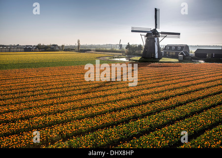 Pays-bas, Noordwijkerhout, champ de tulipes, les moulins à vent Banque D'Images