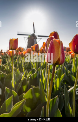 Pays-bas, Noordwijkerhout, champ de tulipes, moulin Banque D'Images