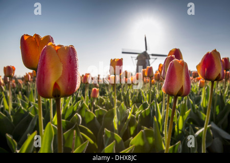 Pays-bas, Noordwijkerhout, champ de tulipes, moulin Banque D'Images