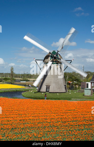 Pays-bas, Noordwijkerhout, champ de tulipes, les moulins à vent Banque D'Images