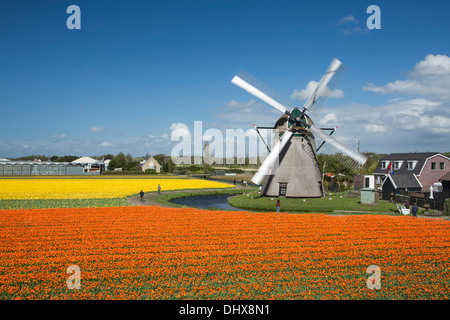 Pays-bas, Noordwijkerhout, champ de tulipes, les moulins à vent Banque D'Images