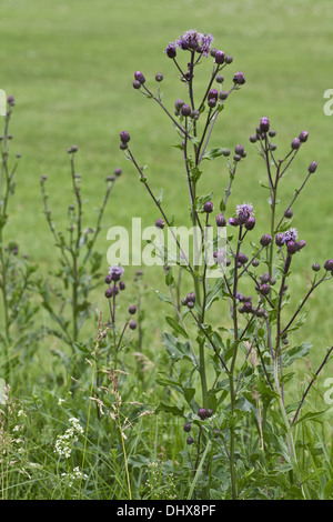 Cirsium arvense, Chardon Banque D'Images