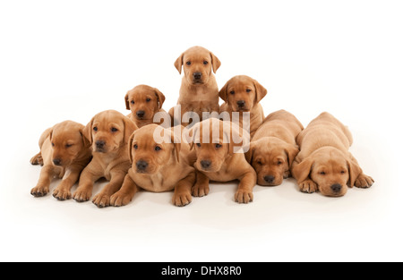 Neuf chiots Labrador Banque D'Images