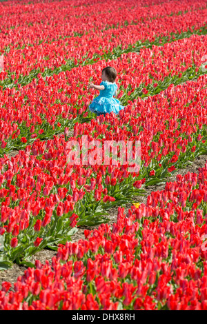 Pays-bas, lisse, champ de tulipes dans la marche de l'enfant Banque D'Images