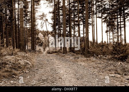 Haute Forêt sépia Banque D'Images