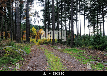 Haute Forêt - Forêt Noire Allemagne Banque D'Images