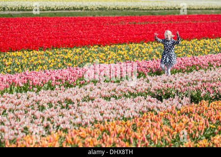 Pays-bas, lisse, champ de tulipes dans la marche de l'enfant Banque D'Images