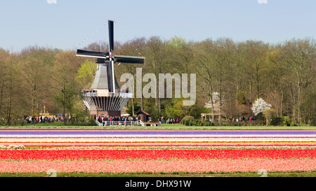 Pays-bas, lisse, champ de tulipes. Voir le moulin appartenant aux jardins de Keukenhof Banque D'Images