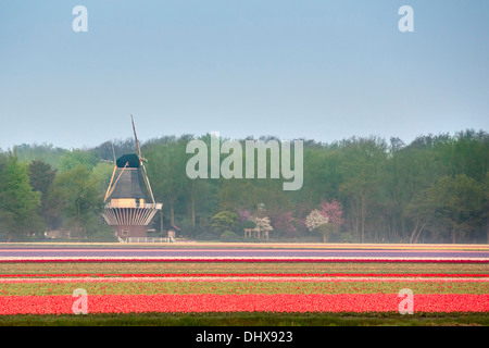 Pays-bas, lisse, champ de tulipes. Voir le moulin appartenant aux jardins de Keukenhof Banque D'Images