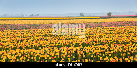 Pays-bas, lisse, champs de tulipes. Vue panoramique Banque D'Images