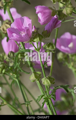 Plus Musk-Mallow, Malva alcea Banque D'Images