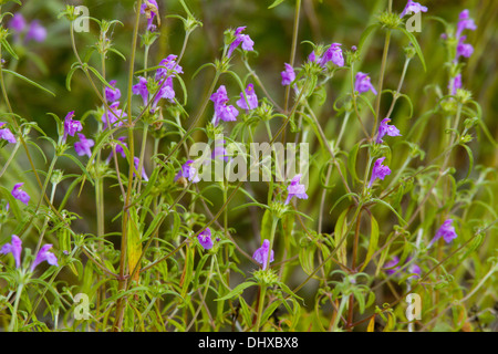 Ortie royale rouge, Galeopsis angustifolia Banque D'Images