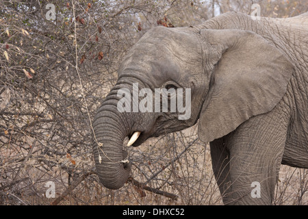 Young elephant (Loxodonta africana) Banque D'Images