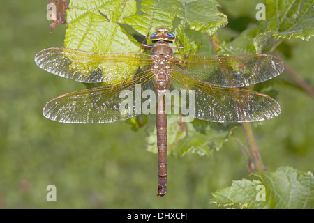 Brown, Hawker Aeshna grandis Banque D'Images