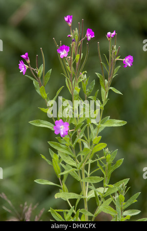 Epilobium hirsutum, Great Hairy Willowherb Banque D'Images