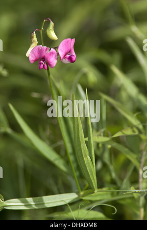 Lathyrus latifolius, Peavine vivaces Banque D'Images