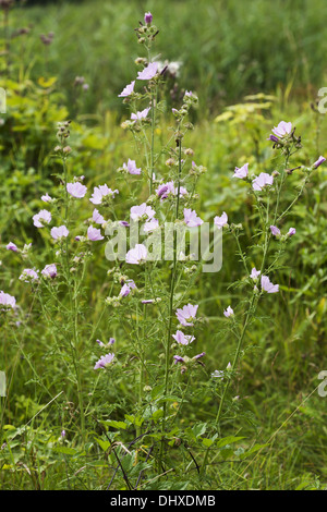 Plus Musk-Mallow, Malva alcea Banque D'Images