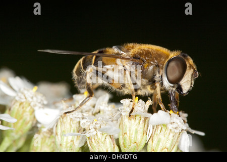 Eristalis pertinax, Drone Fly Banque D'Images