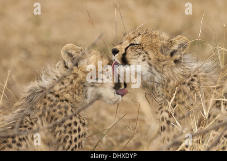 Les jeunes guépards (Acinonyx jubatus) dans le toilettage Banque D'Images