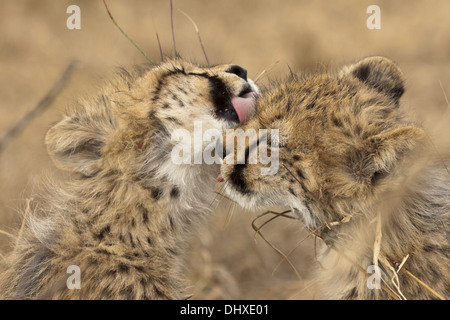 Les jeunes guépards (Acinonyx jubatus) dans le toilettage Banque D'Images