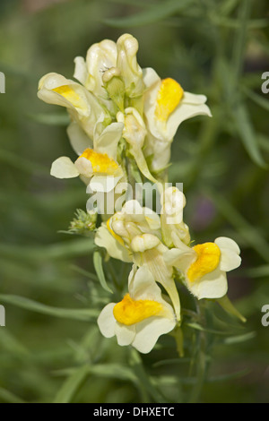 Linaria vulgaris, de beurre et d'oeufs Banque D'Images