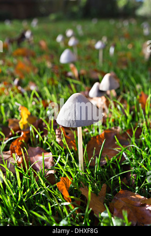 Angel's Bonnet (Mycena arcangeliana) Banque D'Images