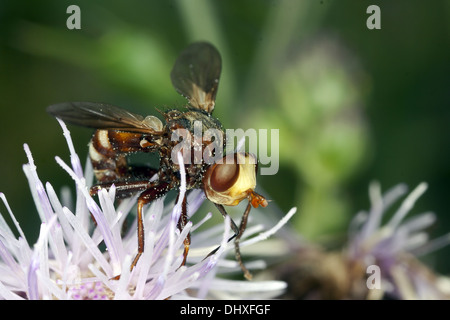 Sicus ferrugineus, voler à tête épaisse Banque D'Images