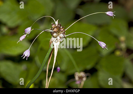 Domaine de l'ail, le Galium oleraceum Banque D'Images