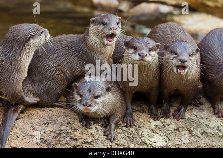 Cendrées Oriental Otter (Aonyx cinerea) Banque D'Images