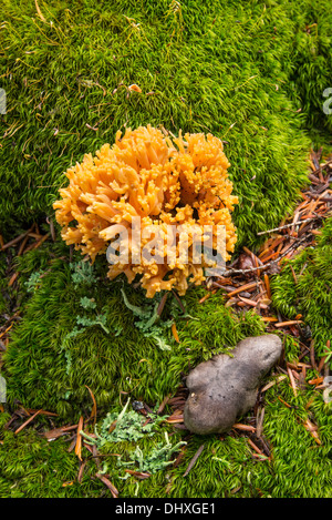 Tête d'ours, de champignons ou de corail champignon dent le long de Diamond Creek Falls Trail, forêt nationale de Willamette, Oregon. Banque D'Images